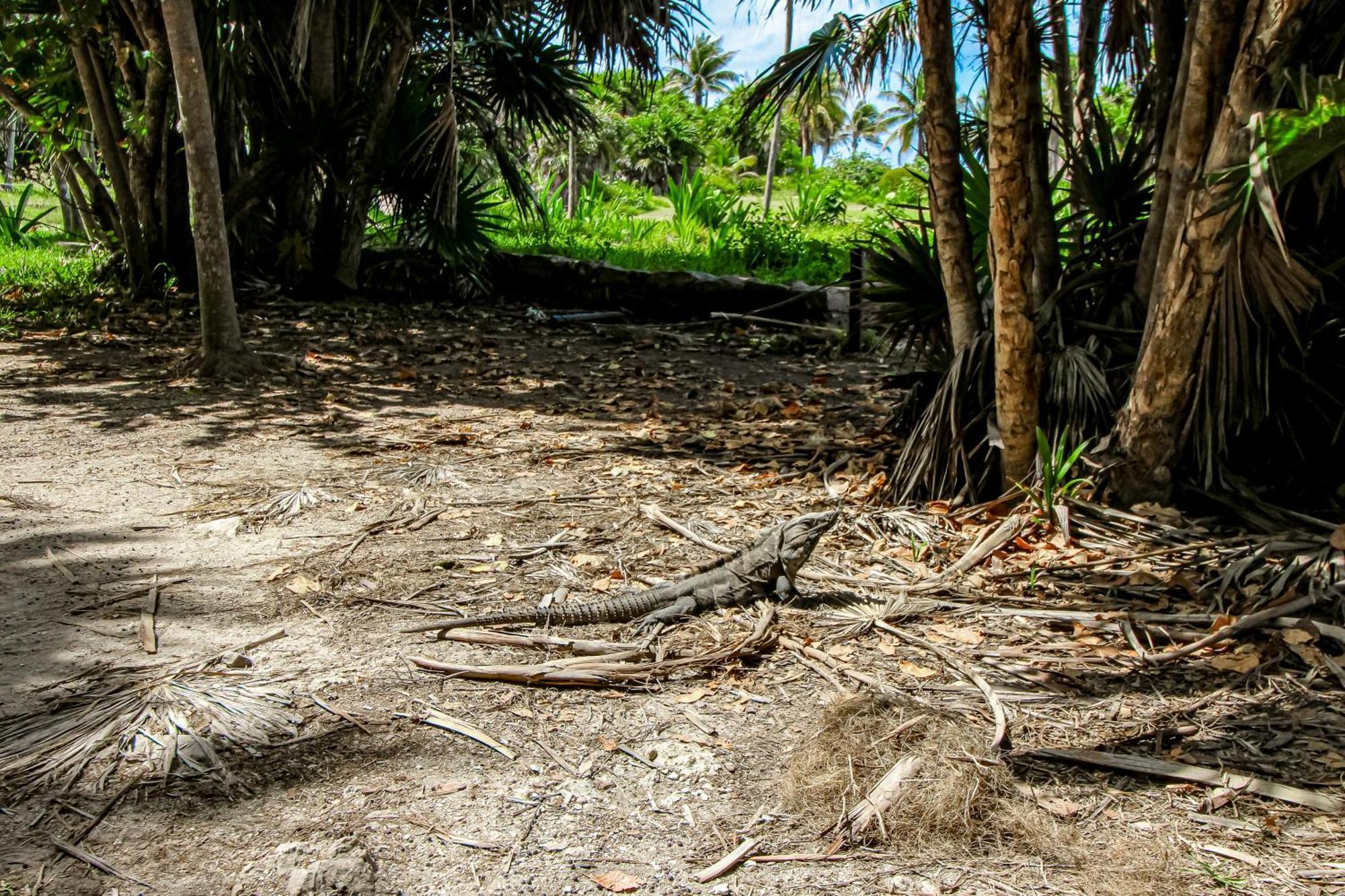 Tao Edena 30 Ferienhaus Tulum